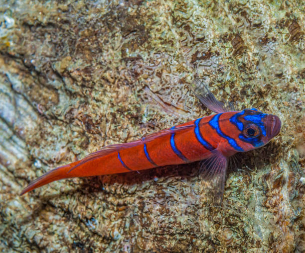 Lythrypnus dalli, the Blue-banded goby or Catalina Goby is a species of goby native to the eastern Pacific from Monterey Bay (California) to northern Peru, including the Gulf of California. 	Actinopterygii, Gobiiformes, Gobiidae. Lythrypnus dalli, the Blue-banded goby or Catalina Goby is a species of goby native to the eastern Pacific from Monterey Bay (California) to northern Peru, including the Gulf of California.  Actinopterygii, Gobiiformes, Gobiidae. trimma okinawae stock pictures, royalty-free photos & images