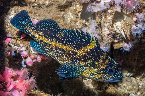 China Rockfish, Sebastes nebulosus, Monterey, California;  Osteichthyes; Scorpaeniformes; Scorpiaenidae