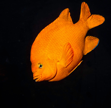The Garibaldi, known historically also as the Catalina goldfish and marine goldfish and now commonly as the Garibaldi damselfish (Hypsypops rubicundus) is a species of bright orange fish in the damselfish family.