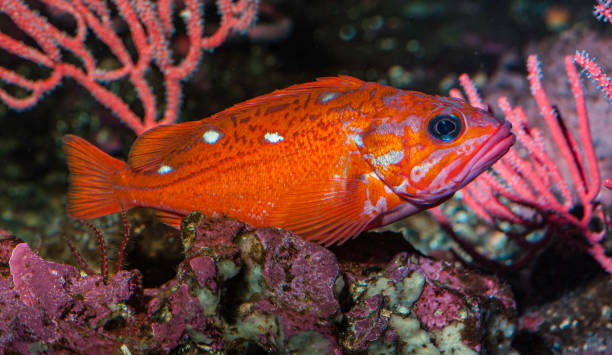 rosy rockfish, sebastes rosaceus, underwater on the california coast, - rockfish imagens e fotografias de stock