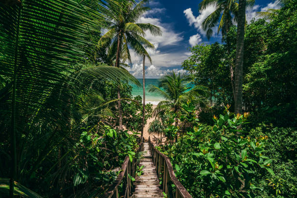 Pathway in tropical jungle. Way to beach Palm trees, white sand and blue sea, perfect summer vacation landscape or holiday banner. Beautiful tourism destination Phuket Pathway in tropical jungle. Way to beach Palm trees, white sand and blue sea, perfect summer vacation landscape or holiday banner. Beautiful tourism destination Phuket phuket province stock pictures, royalty-free photos & images