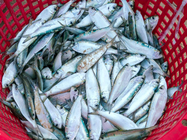 poisson de mer après les prises vendues sur le marché des fruits de mer - fish catch of fish seafood red snapper photos et images de collection