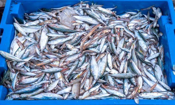 poisson de mer après les prises vendues sur le marché des fruits de mer - fish catch of fish seafood red snapper photos et images de collection