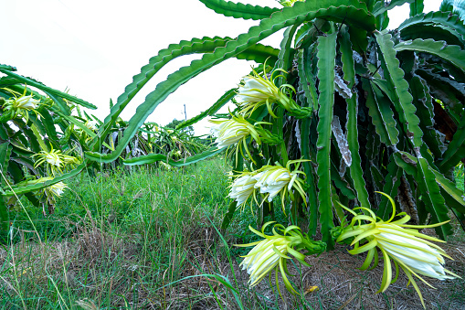 The Vanilla flower on plantation in agriculture in tropical climate.
