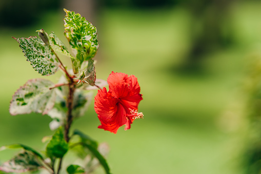 Hibiscus or Hibiscus flower in tropical garden, green background, copy space. tropical concept