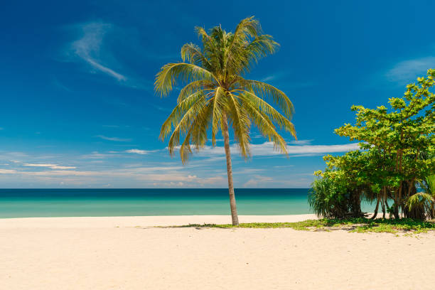 istock Beautiful beach with white sand, turquoise ocean, blue sky with clouds and big palm tree. Sunny day. perfect tropical landscape 1319715111