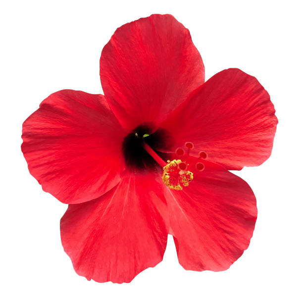 istock Red Hibiscus flower (Clipping path ) 1319715673