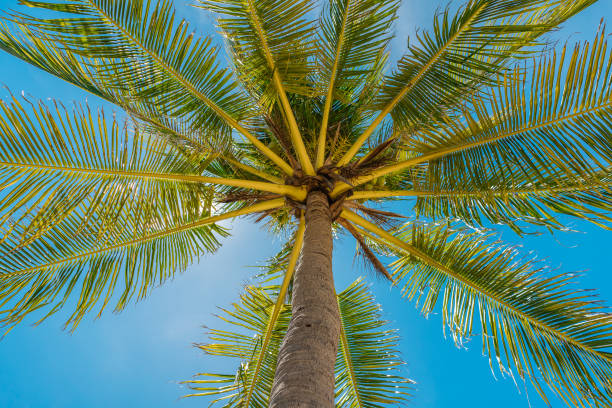 istock Coconuts palm tree perspective view from floor high up.Summer vacation and nature travel adventure concept. 1319715677