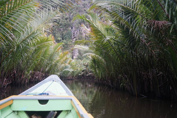 Mangrove forest on the edge of a river