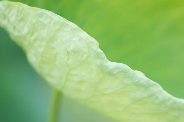 hoja de loto - lotus leaf fotografías e imágenes de stock