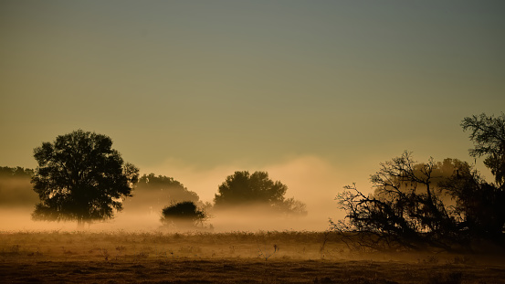 amanecer brumoso con niebla baja sobre la pradera con silouettes de árboles, halpata tastanaki preservar Dunnellon, Florida photo