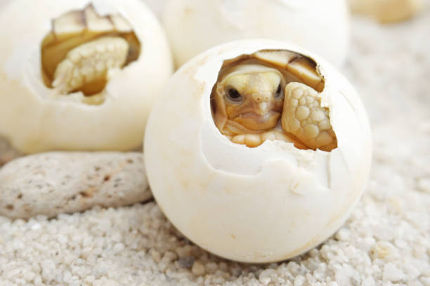 istock Africa spurred tortoise being born, Tortoise Hatching from Egg 1319721975