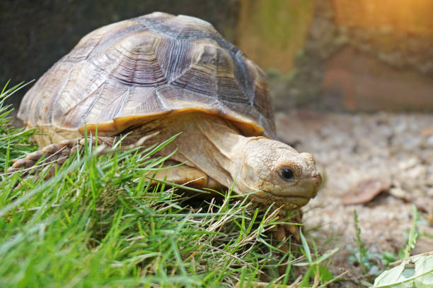 istock African Sulcata Tortoise Natural Habitat 1319722005