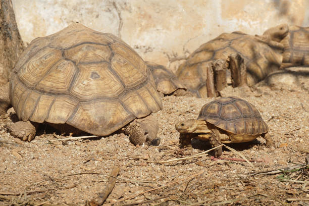 istock African Sulcata Tortoise Natural Habitat 1319722025