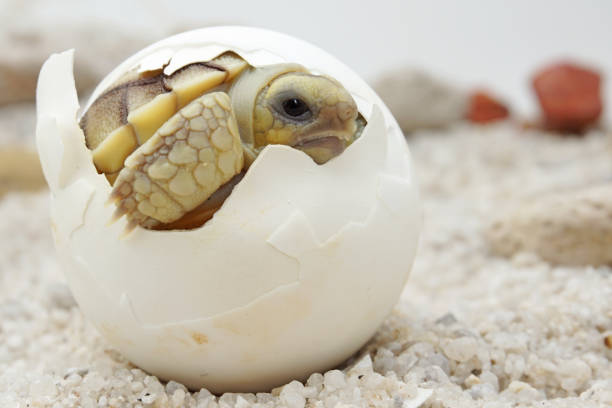 istock Africa spurred tortoise being born, Tortoise Hatching from Egg 1319722044