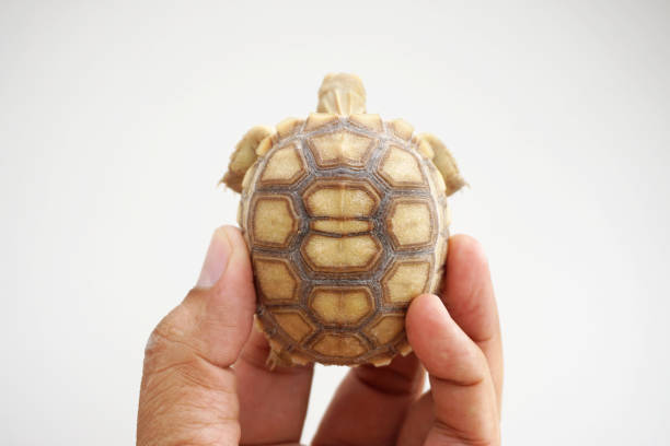 istock Tortoise on the hands of man (African spurred tortoise ) 1319722068