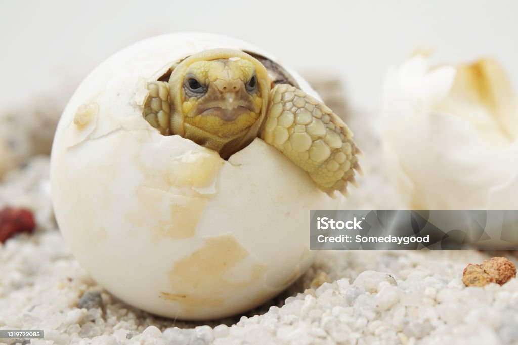 Africa spurred tortoise being born, Tortoise Hatching from Egg Africa spurred tortoise being born, Tortoise Hatching from Egg, Cute portrait of baby tortoise hatching, Birth of new life,Natural Habitat Hatching Stock Photo