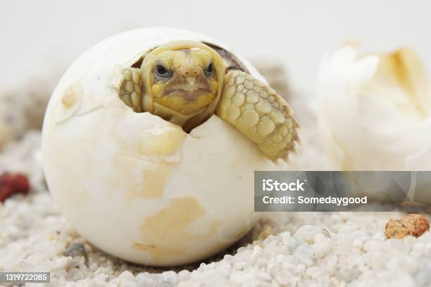 Africa Spurred Tortoise Being Born Tortoise Hatching From Egg Stock Photo - Download Image Now