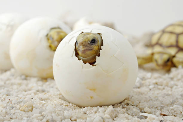 istock Africa spurred tortoise being born, Tortoise Hatching from Egg 1319722629