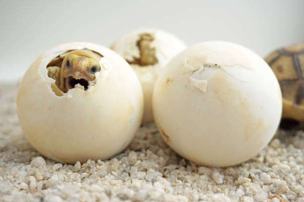 istock Africa spurred tortoise being born, Tortoise Hatching from Egg 1319722695