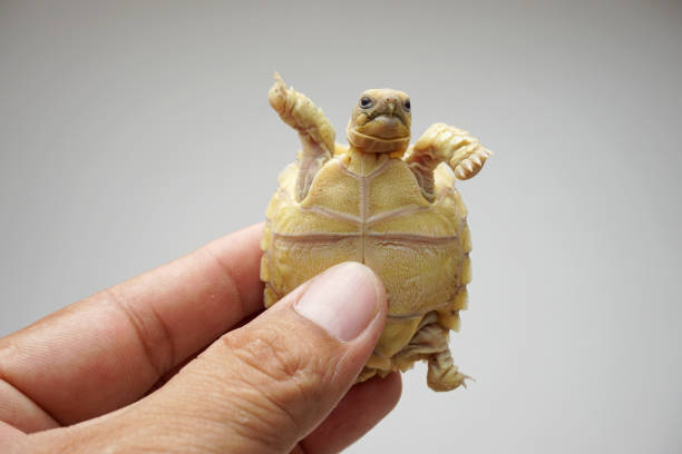 istock Tortoise on the hands of man (African spurred tortoise ) 1319722707