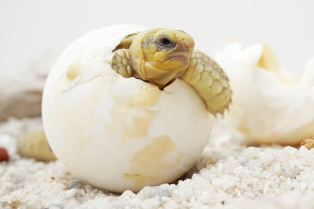 istock Africa spurred tortoise being born, Tortoise Hatching from Egg 1319722740