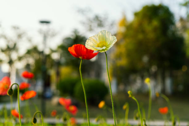 istock Red and white corn poppies in the sun 1319723690