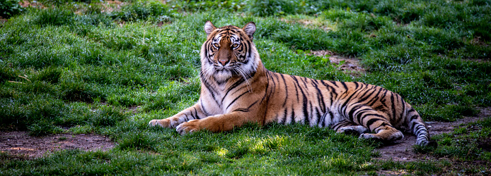 Amur Tiger relaxing on a sunny day