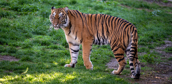 Tiger (Panthera leo) relaxing on the grass and looking at the camera.