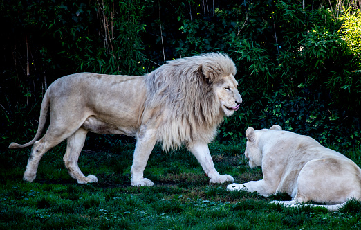 White Lion and Lioness resting
