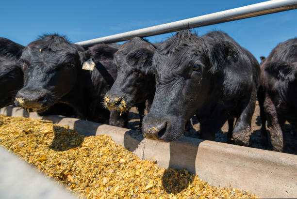 istock Black cows eat from their feeders 1319724718