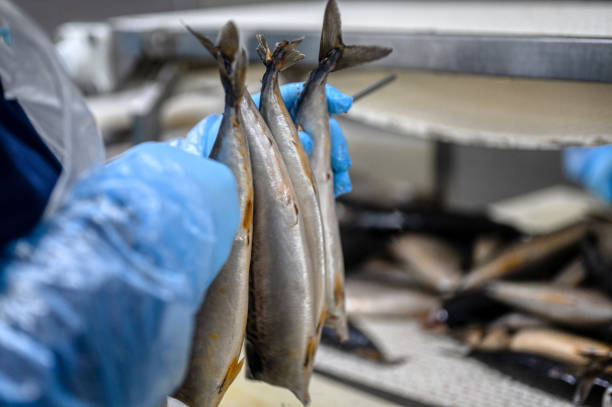 istock A worker stringing fresh mackerel carcasses onto a metal rod 1319724762