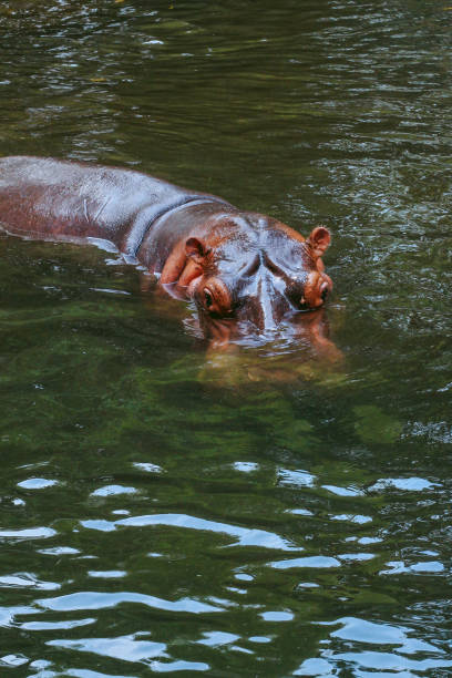 istock The hippopotamus in water 1319724779