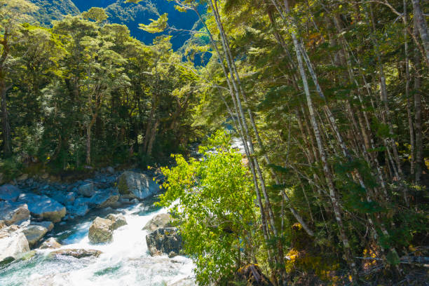 istock Forest stream flowing over rocky riverbed and through scenic forest 1319725813