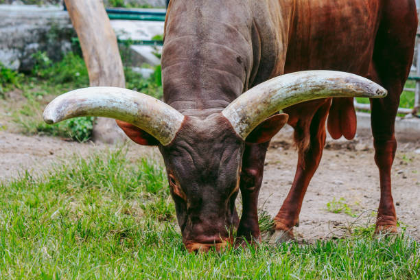 Watussi - long horned cattle, Berlin, Germany. Brown cow in zoo. Exotic Wildlife. View Of A Bull