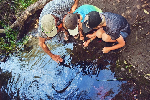 Father and children feeding the eels on the banks of a stream in the quintessential New Zealand pastime.