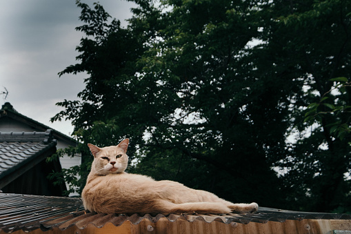 cat on roof, looking down