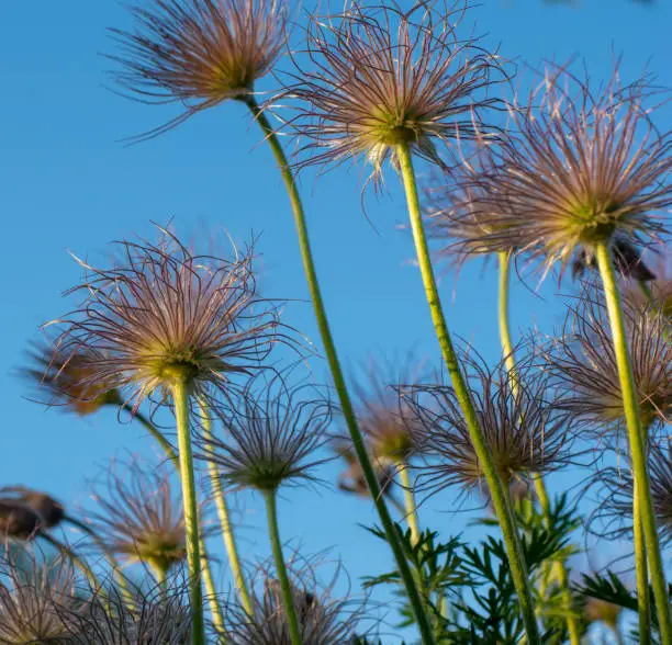 Closeup of feathery seeds of  the Pasque flower (Pulsatilla vulgaris ) in springtime. European pasqueflower silky seed-heads. Blue sky in the background.