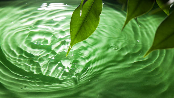 istock beautiful green background, light refraction in water 1319729214