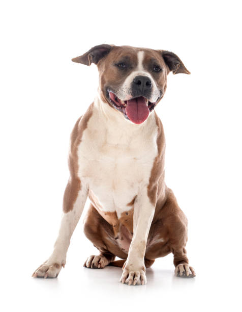 istock american staffordshire terrier 1319729868