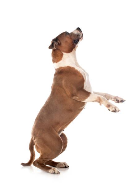 istock american staffordshire terrier 1319730147