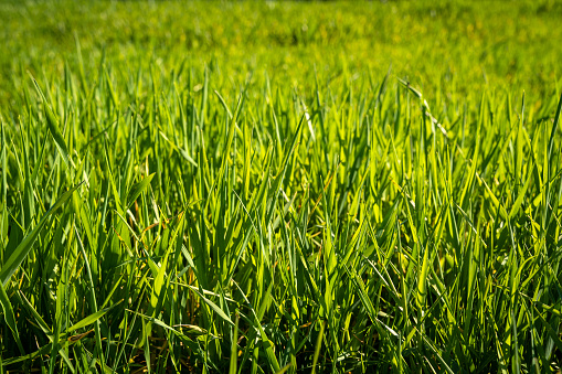 agriculture. green field of early wheat at sunset sunset sunlight movement. green grass sways in lifestyle the wind. Natural texture background, young wheat sprouts waving in wind. Harvest organic.