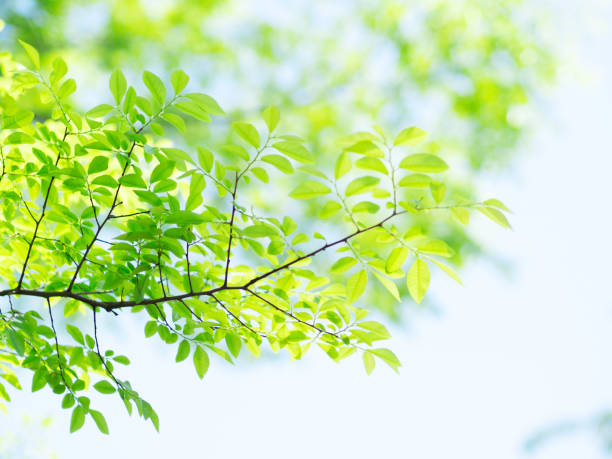 hojas verdes frescas - condición natural fotos fotografías e imágenes de stock