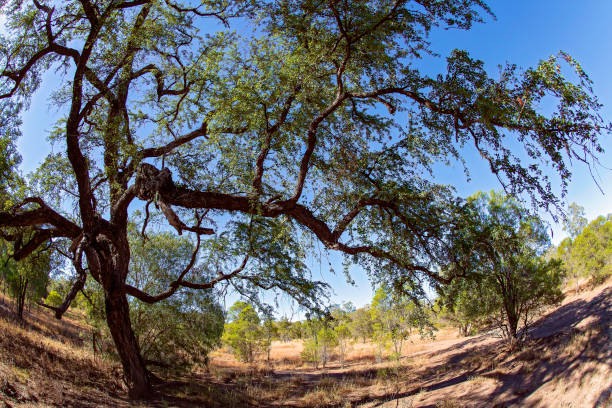 Tree Knar 120+ Knarled Stock Photos, Pictures & Royalty-Free Images - iStock