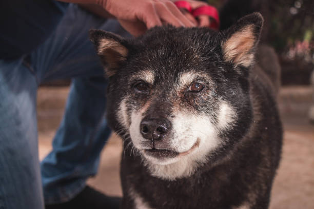 A senior Shiba Inu looks at the camera after a walk.  His face has gray and white hair from age.