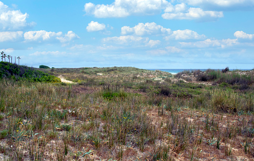 Meadows of Conil de La Frontera in the south of Spain in springtime. You can see flowers and sand of dunes