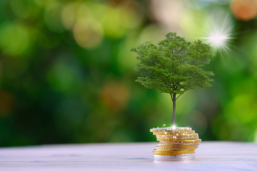 Plant Growing in savings Coins and business growth concept, finance and investment concept