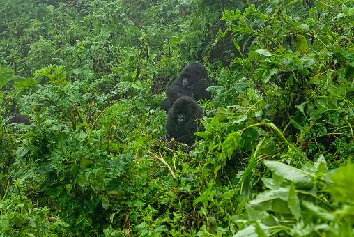 Eastern Gorilla - Gorilla beringei critically endangered largest living primate, lowland gorillas or Grauer's gorillas (graueri) in the green rainforest, adults and child feeding and playing