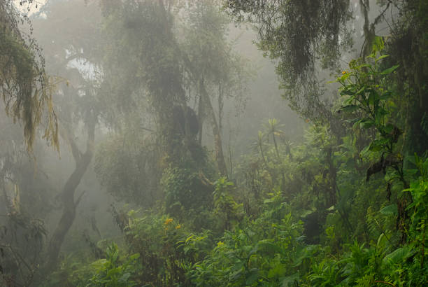 Mountain Gorillas (Gorilla beringei beringei) in the mist, Rwanda