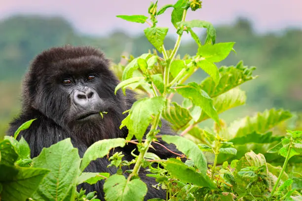 Portrait of a female Mountain Gorilla (gorilla beringei beringei) on a clearing in the green jungle of the Virunga Mountains. 

Location: Volcanoes National Park (in the border triangle between Rwanda, DR Congo and Uganda), Rwanda, Africa. Shot in wildlife.